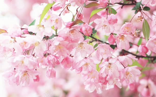唯美粉色樱花花瓣jpg设计背景_新图网 https://ixintu.com 樱花 粉色 花瓣