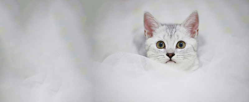 简约猫咪背景jpg设计背景_新图网 https://ixintu.com 可爱 小清新 文艺 期盼 海报banner 灰色 猫咪 盼望 简约
