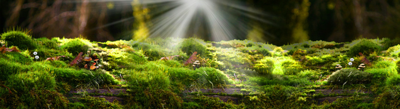 阳光下的森林背景jpg设计背景_新图网 https://ixintu.com 摄影 森林 海报banner 眼光 绿色 风景