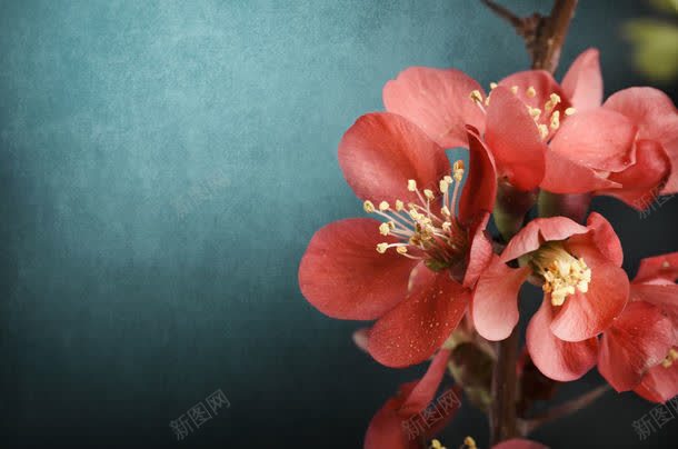鲜花背景边框jpg设计背景_新图网 https://ixintu.com 其它类别 图片素材 美丽花朵 背景底纹 背景花边 背景边框 花卉背景 鲜花背景 鲜花背景边框图片 鲜花背景边框图片素材下载