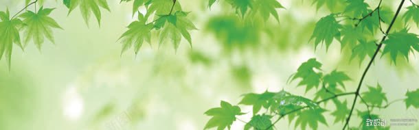 绿色枫叶式承接页jpg设计背景_新图网 https://ixintu.com 承接 枫叶 绿色