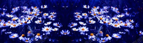 蓝色野菊花背景bannerjpg设计背景_新图网 https://ixintu.com banner 背景 蓝色 野菊花