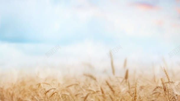 蓝天白云下的干枯草地jpg设计背景_新图网 https://ixintu.com 干枯 干枯的 白云 草地 蓝天