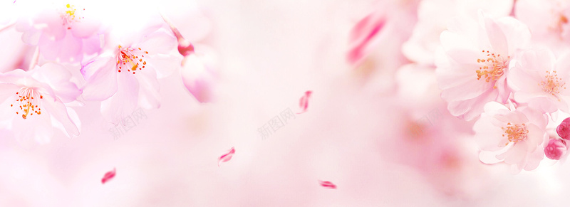 梦幻粉色花朵背景psd设计背景_新图网 https://ixintu.com 三生三世十里桃花 天猫 女装 情人节 桃花 桃花劫 桃花姬 桃花节 梦幻 浪漫 海报banner 淘宝背景 菊花 薰衣草