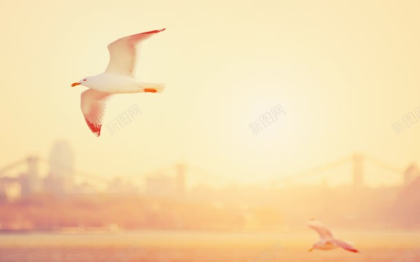 夕阳海鸥飞翔jpg设计背景_新图网 https://ixintu.com 图片 夕阳 海鸥 飞翔