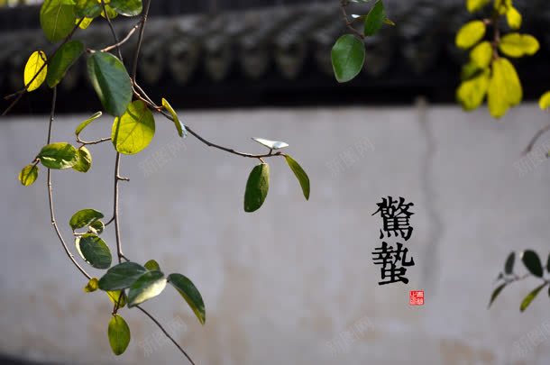 惊蛰绿叶树枝房子jpg设计背景_新图网 https://ixintu.com 惊蛰 房子 树枝 绿叶