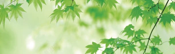 春季树叶唯美背景jpg设计背景_新图网 https://ixintu.com 化妆品 唯美背景 女装背景 女鞋 活动背景 海报背景 男装