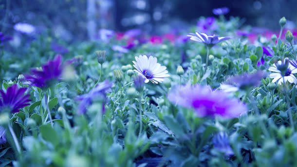 草丛中的紫色菊花海报背景jpg设计背景_新图网 https://ixintu.com 海报 紫色 背景 草丛 菊花