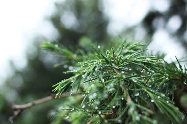 绿色清新植物水珠jpg设计背景_新图网 https://ixintu.com 植物 水珠 清新 绿色