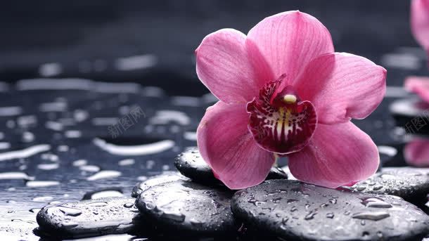 粉色花朵水珠jpg设计背景_新图网 https://ixintu.com 水珠 粉色 花朵