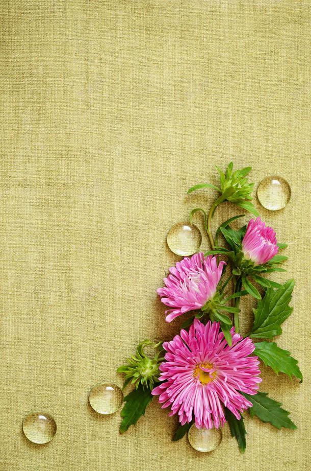 麻布上的露珠菊花jpg设计背景_新图网 https://ixintu.com 其它类别 图片素材 布料贴图 布纹背景 水珠 背景花边 花朵 菊花 露珠 鲜花 麻布上的露珠菊花图片 麻布上的露珠菊花图片素材下载 麻布背景