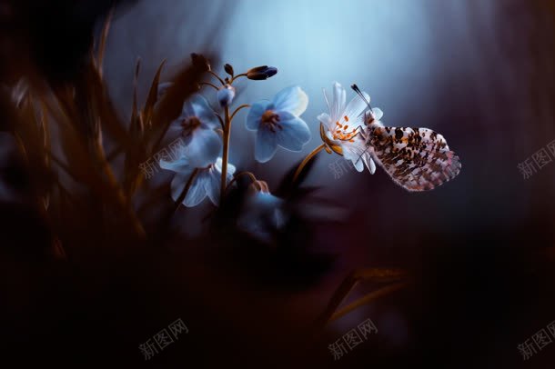 星光花朵采蜜恬静唯美jpg设计背景_新图网 https://ixintu.com 恬静 星光 花朵