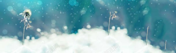 冬季凋落蒲公英背景bannerjpg设计背景_新图网 https://ixintu.com banner 冬季 凋落 背景 蒲公英