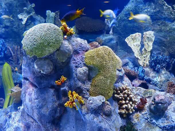 海底水生物背景jpg设计背景_新图网 https://ixintu.com 海底 生物 背景