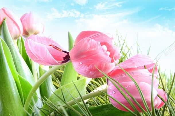 鲜花摄影jpg设计背景_新图网 https://ixintu.com 乡村 休闲旅游 公园 图片素材 天空 底纹背景 景区 田园 白云 背景花边 自然风光 花朵 草地 高清鲜花摄影图片 高清鲜花摄影图片素材下载 鲜花