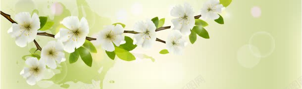 白色杏花banner背景jpg设计背景_新图网 https://ixintu.com 光 树叶 简单背景 花朵