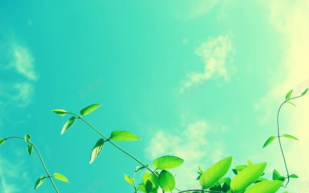 蓝天白云下嫩绿色树叶jpg设计背景_新图网 https://ixintu.com 嫩绿 树叶 白云 蓝天
