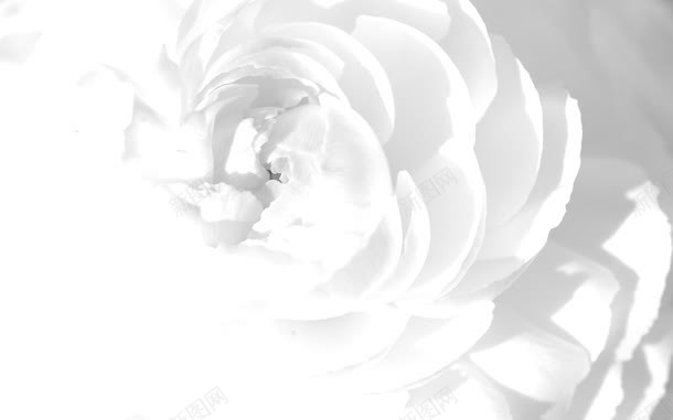 梦幻白色花朵花瓣jpg设计背景_新图网 https://ixintu.com 梦幻 白色 花朵 花瓣