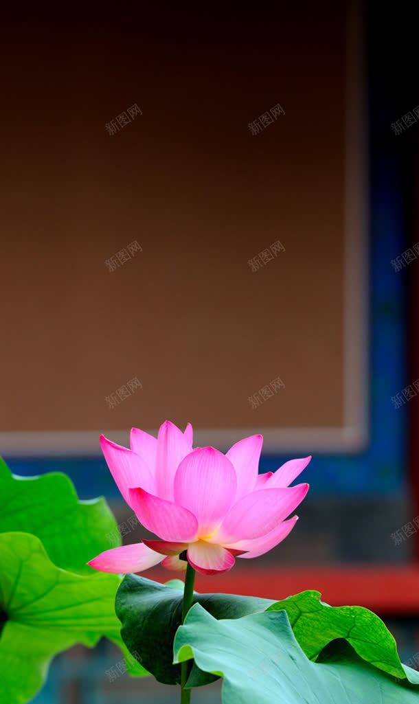 梦里醉人主页装修jpg设计背景_新图网 https://ixintu.com 主页 装修