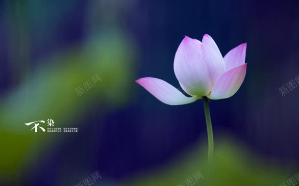 荷叶粉色荷花骨朵jpg设计背景_新图网 https://ixintu.com 粉色 荷叶 荷花 骨朵