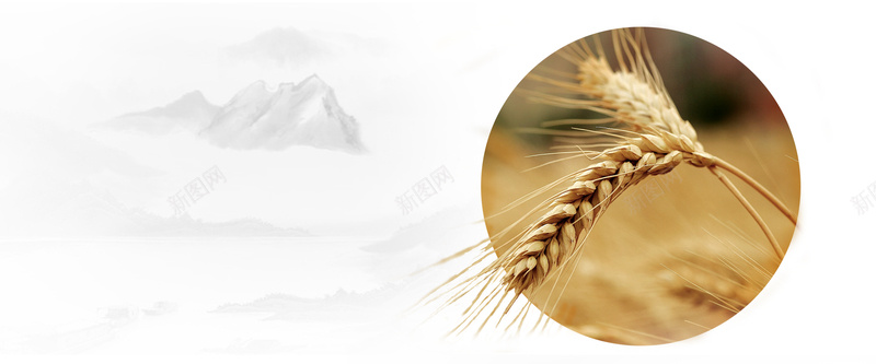 秋季简约白色bannerpsd设计背景_新图网 https://ixintu.com banner 优惠 促销 圆形 小麦 山水 庄稼 折扣 收获 白色 秋天 秋季 简约 麦穗