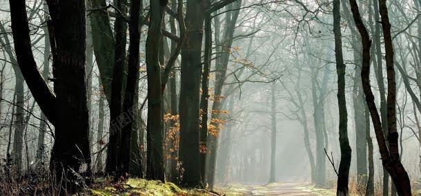 秋天树林背景jpg设计背景_新图网 https://ixintu.com 树林 秋天 背景