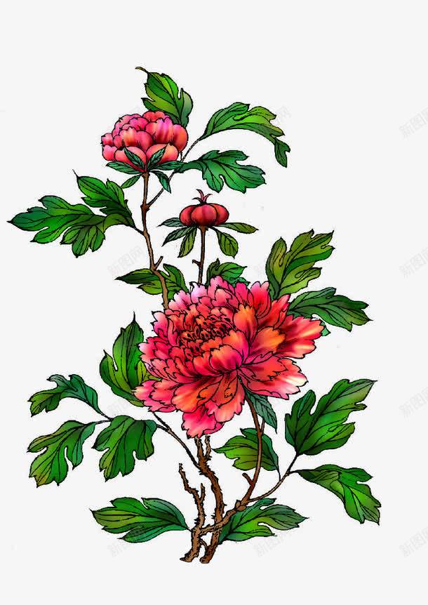 绿叶牡丹花图案png免抠素材_新图网 https://ixintu.com 古典花卉图案 叶子 牡丹花 绿叶