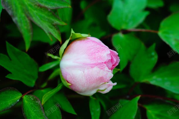 含苞待放的粉红色花蕾系列jpg设计背景_新图网 https://ixintu.com 含苞待放 粉红色 系列 花蕾