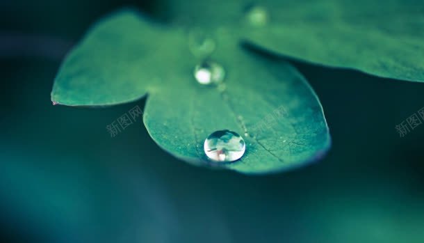 绿色植物叶子上的水珠jpg设计背景_新图网 https://ixintu.com 叶子 水珠 绿色植物