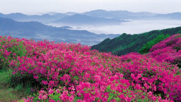 大山唯美花朵白云jpg设计背景_新图网 https://ixintu.com 大山 白云 花朵