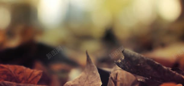 枯叶梦幻背景jpg设计背景_新图网 https://ixintu.com 叶子 枯叶 梦幻背景 秋天