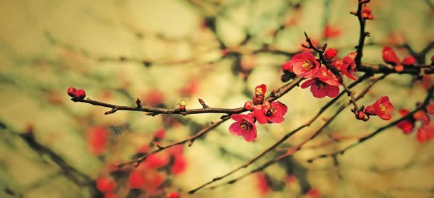梅花开时jpg设计背景_新图网 https://ixintu.com 梅花