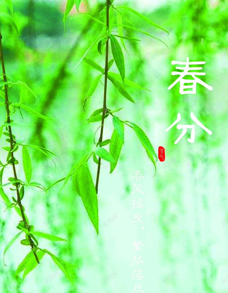 春分海报制作psd设计背景_新图网 https://ixintu.com 春 春分 春天 柳树 节气