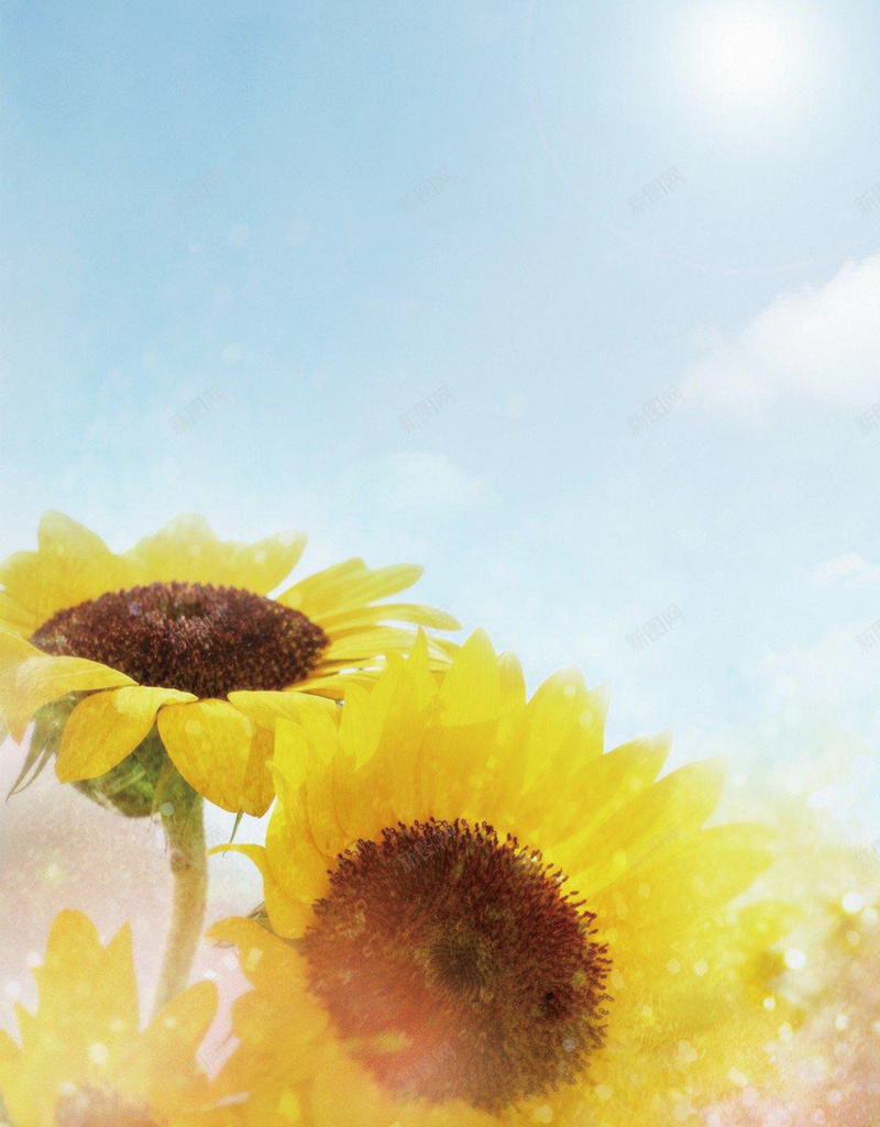 清新风格你好早安夏季海报jpg设计背景_新图网 https://ixintu.com 你好早安海报 初夏上新 励志海报 向日葵 图 夏季 新品上市 早安图 花朵 蓝天