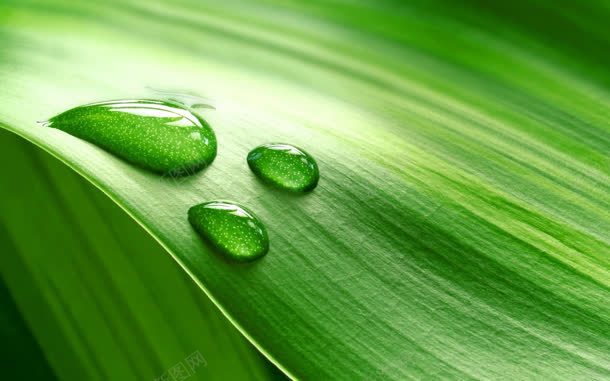 绿色树叶植物上的水珠jpg设计背景_新图网 https://ixintu.com 树叶 植物 水珠 绿色