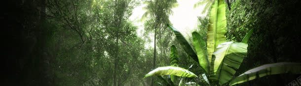 原始森林香蕉树风景banner壁纸jpg设计背景_新图网 https://ixintu.com 植物 素材 色彩 风景