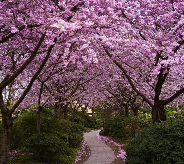 粉色桃花绿草悠长小路海报背景jpg设计背景_新图网 https://ixintu.com 小路 悠长 桃花 海报 粉色 背景