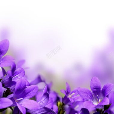梦幻背景紫色鲜花背景
