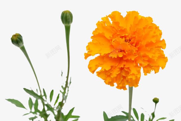 菊花花苞png免抠素材_新图网 https://ixintu.com 万寿菊 叶子 植物 花卉 花苞 花草 菊花图案