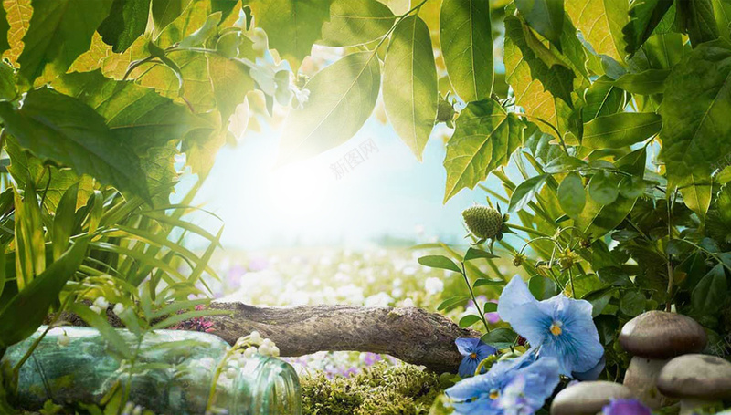 植物花草柔美背景psd设计背景_新图网 https://ixintu.com 光晕 化妆品 呵护 女性 柔美 浅蓝 海报背景 石头 花朵 花草 蓝天