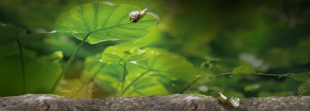 清新护肤品树叶蜗牛背景bannerjpg设计背景_新图网 https://ixintu.com banner 护肤品 树叶 清新 背景 蜗牛