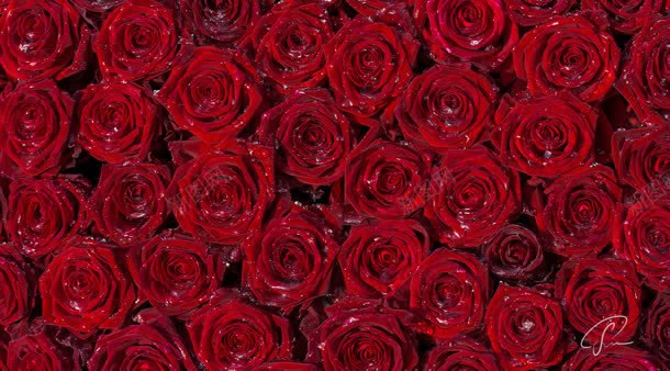 红色玫瑰花花朵爱情背景