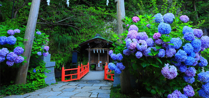欧式清新花海风景背景jpg_新图网 https://ixintu.com 女装 摄影 文艺 欧式 海报banner 淘宝 清新 紫色 绣球花 背景 花团 花海 风景