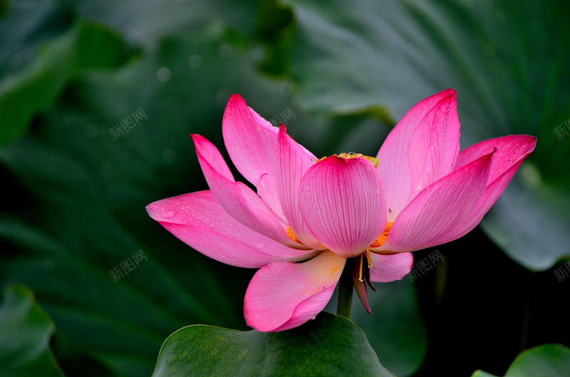 贵气四射荷花jpg_新图网 https://ixintu.com 原创 夏天 摄影 荷花 贵气四射荷花
