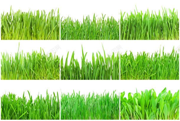 绿色植物摄影jpg设计背景_新图网 https://ixintu.com 其它类别 图片素材 植物 绿色 绿色植物摄影图片 绿色植物摄影图片素材下载 绿草 背景花边 花草树木 草地