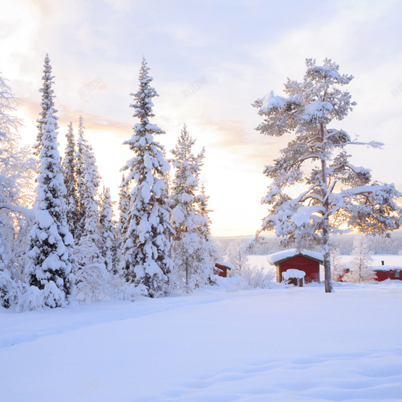 冬天雪树背景jpg_新图网 https://ixintu.com 主图 冬天 摄影 文艺 清新 雪树 雪花 风景