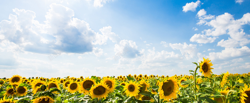 向日葵花海背景jpg_新图网 https://ixintu.com 向日葵 向日葵花海背景 摄影 海报banner 蓝天白云 风景
