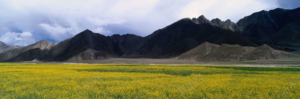 高山小黄花摄影背景jpg设计背景_新图网 https://ixintu.com 化妆品 天猫背景 女装 家电器械 山 活动背景 海报图 海报素材 淘宝背景 男装 花