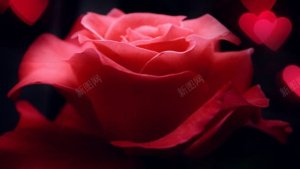 红色玫瑰特写宽屏背景
