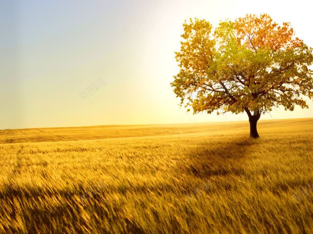 夕阳下的金黄色草地jpg设计背景_新图网 https://ixintu.com 夕阳 草地 金黄色